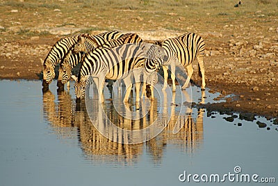 Zebras in Etosha NP, Namibia Stock Photo