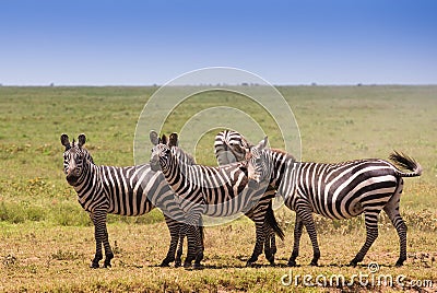 Zebras family on african savannah Stock Photo