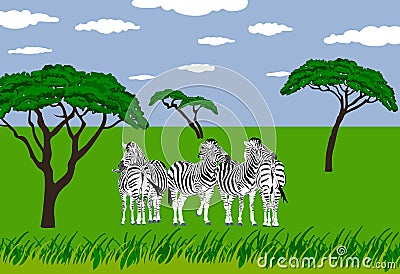 Zebras in grassland Stock Photo