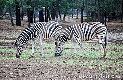 Zebras Grazing Stock Photo