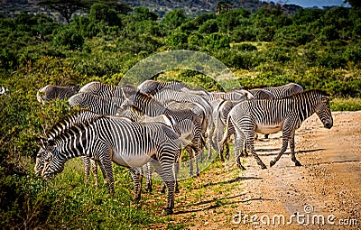 Zebras grazing together for safety in Kenya Stock Photo