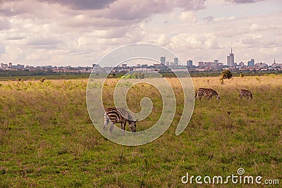 Zebras grazing in the wild at against the background of Nairobi City Skyline at Nairobi National Park, Kenya Stock Photo