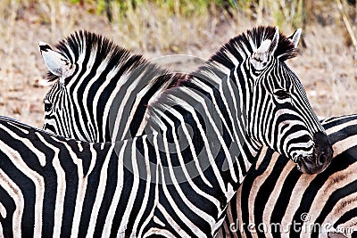 Zebras in Kruger National Park Stock Photo