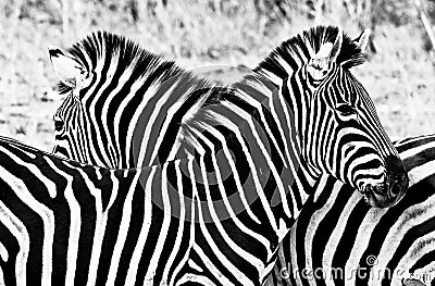 Zebras in Kruger National Park Stock Photo