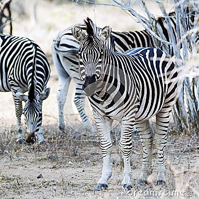 Zebras at krugerpark Stock Photo