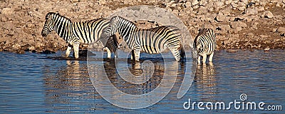 Zebras in lake Stock Photo