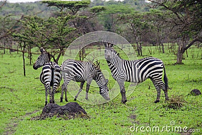 Zebras in Lake Mburo National Park Stock Photo