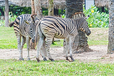 Zebras in love. Stock Photo