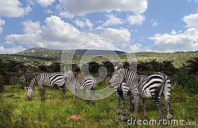 Zebras in Maasaimara Stock Photo