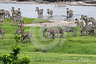 Zebras' migration Stock Photo