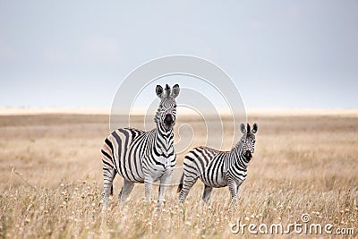 Zebras migration in Makgadikgadi Pans National Park - Botswana Stock Photo
