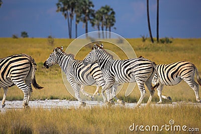 Zebras migration in Makgadikgadi Pans National Park - Botswana Stock Photo