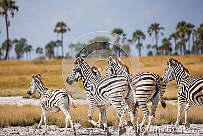 Zebras migration - Makgadikgadi Pans National Park - Botswana Stock Photo