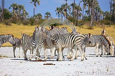 Zebras migration in Makgadikgadi Pans National Park - Botswana Stock Photo