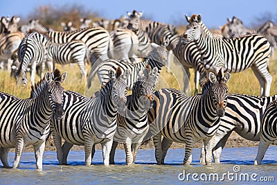 Zebras migration in Makgadikgadi Pans National Park Stock Photo
