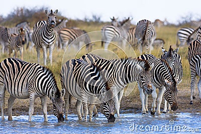 Zebras migration in Makgadikgadi Pans National Park Stock Photo