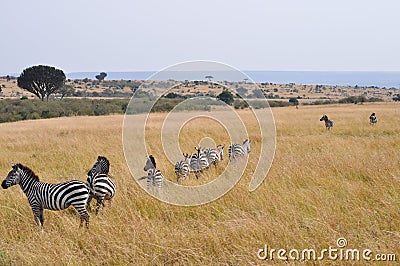 Zebras migration Stock Photo