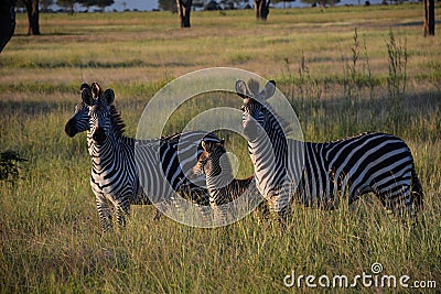 Zebras. Mikumi National Park, Tanzania Stock Photo