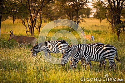 Zebras in misty evening african light Stock Photo