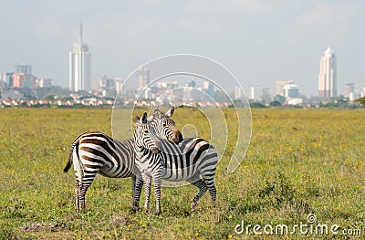 Zebras in Nairobi national park Stock Photo