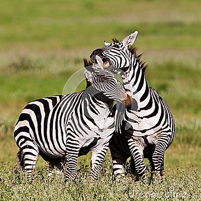 Zebras in the Ngorongoro Crater Stock Photo