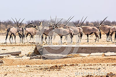 Zebras oryxs lion Stock Photo