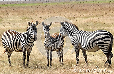 Zebras plagued by horseflies Stock Photo