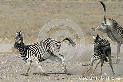 Zebras playing Stock Photo