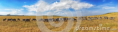 Zebras in a row walking in the savannah in Africa Stock Photo