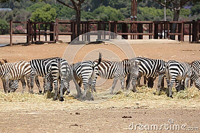 Zebras at Safari Ramat Gan, Israel Stock Photo
