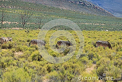 Zebras in safari in South Africa Stock Photo