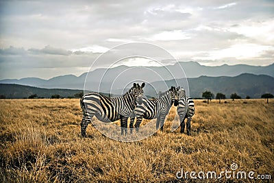 Zebras in the Savanna Stock Photo