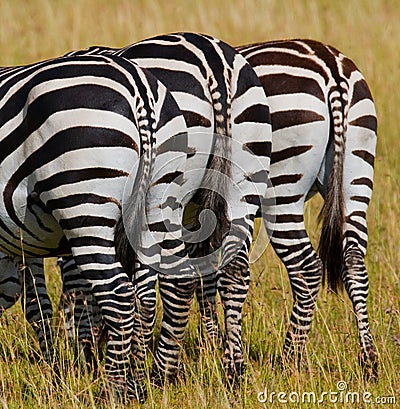 Zebras in savanna. Kenya. Tanzania. National Park. Serengeti. Maasai Mara. Cartoon Illustration