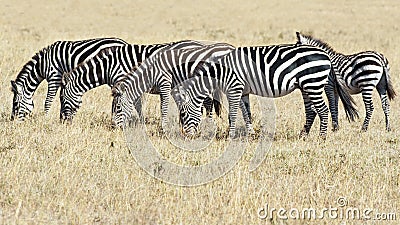 Zebras standing in line with one foal, Serengeti, Tanzania, Africa Stock Photo