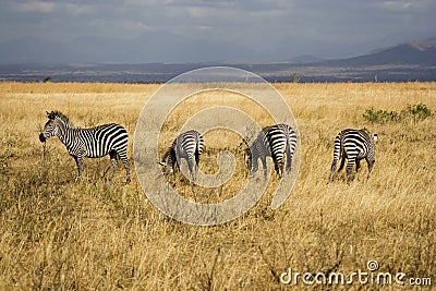 Zebras in Tanzanian National Park Stock Photo