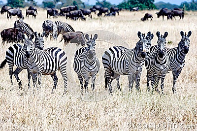 Zebras together in Serengeti, Tanzania Africa, group of Zebras between Wildebeests Stock Photo