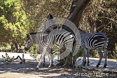 Zebras together in the shade of a tree Stock Photo