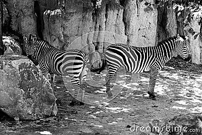 Zebras Stock Photo