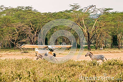 Zebras walking next to a small aeroplane in Lake Nakuru National Park in Kenya Stock Photo