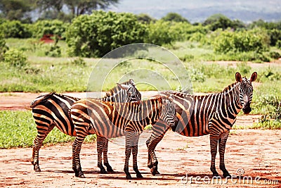 Zebras walking Stock Photo