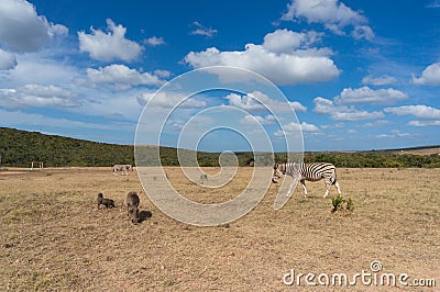 Zebras and warthogs grazing African savannah landscape Stock Photo