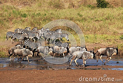 Zebras and Wildebeests Running Stock Photo