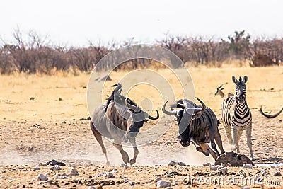 Zebras wildebeests running Stock Photo