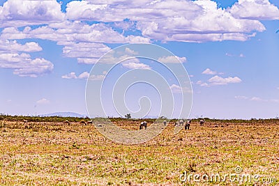 Zebras Wildlife Animals Kenyan Landscape Nairobi National Park Only City Park In The World Nairobi City County Kenya East African Stock Photo