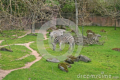Zebras in zoo Stock Photo