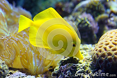 Zebrasoma flavescens Stock Photo