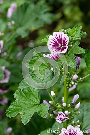 Zebrina mallow (malva sylvestris) flower Stock Photo