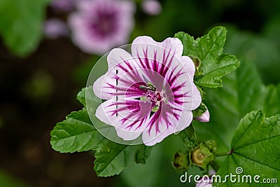 Zebrina mallow (malva sylvestris) flower Stock Photo