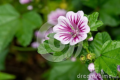 Zebrina mallow (malva sylvestris) flower Stock Photo