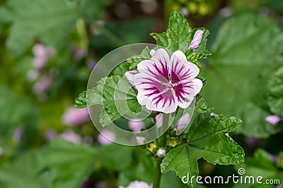 Zebrina mallow (malva sylvestris) flower Stock Photo